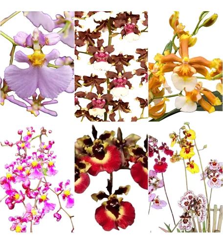 Kit Mudas De Orquidea Oncidium Promocao Chuva De Ouro Parcelamento