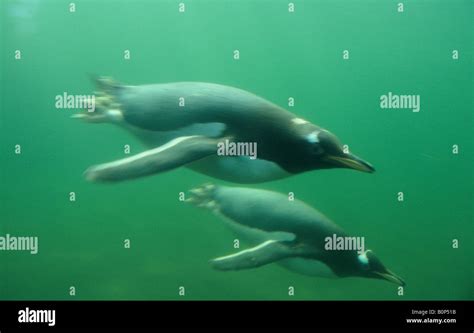 Gentoo Penguins (Pygoscelis papua) Underwater Captive Stock Photo - Alamy