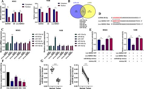 Lncrna Ndrg Functions As A Sponge Of Mir P And Mir P Is