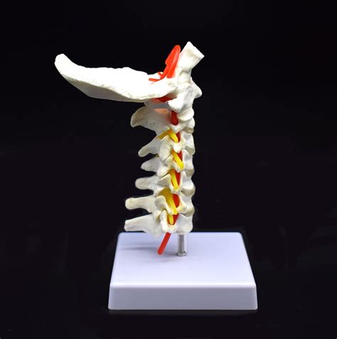 V Rtebra Cervical Arteria Columna Vertebral Nervios Espinales Modelo