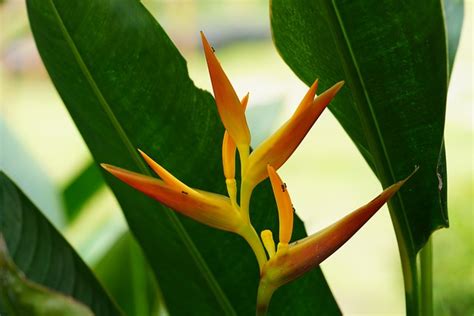 Heliconia Lobster Claws Flora Free Photo On Pixabay