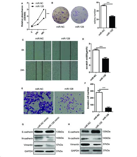 Mir 128 Inhibited The Cell Proliferation Migration And Invasion Of