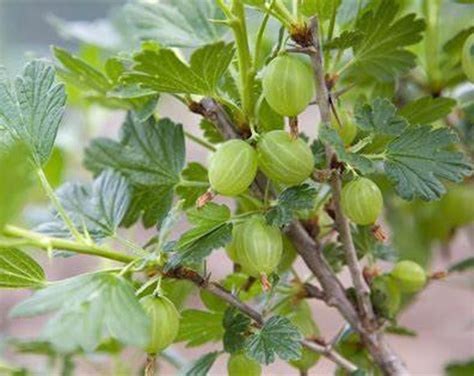 1 Captivator Gooseberry Live Rooted Plant Shrub Zones 3 8 No Etsy