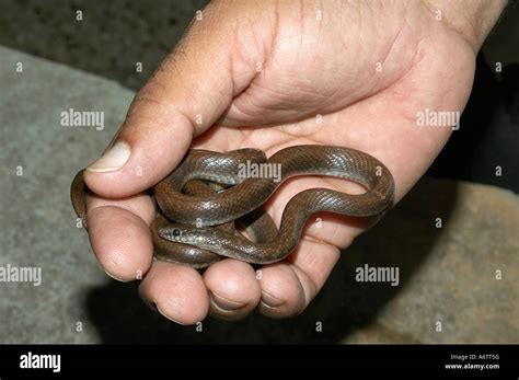 Indian Smooth Snake Coronella Brachyura Juvenile Non Venomous Rare