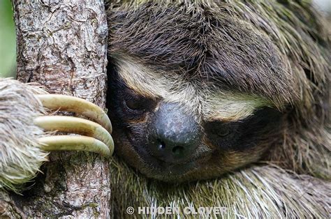 Birdwatching Tours Panama -Birding Tours | Pygmy Sloth (Endemic)