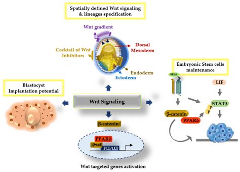 Model Diagram Illustrating The Wnt Catenin Signaling And Ppar