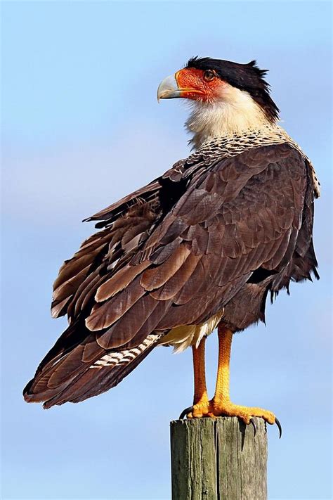 Crested Caracara Photograph By Ira Runyan Fine Art America