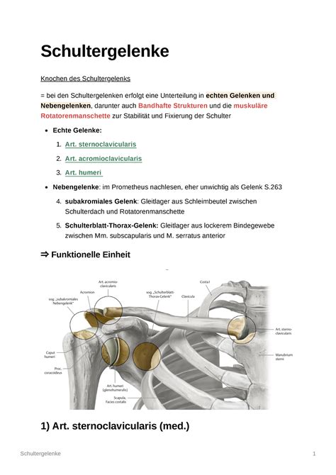 Schultergelenke Amboss und Prometheus für Physikum Knochen des