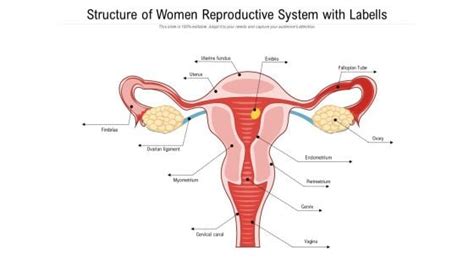 Structure Of Women Reproductive System With Labells Powerpoint Templates Slides And Graphics