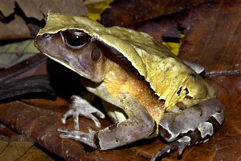 Giant toad looks and acts like a venomous snake to scare off predators ...