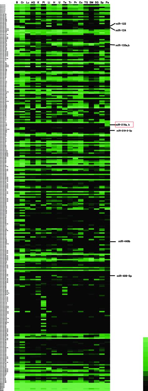 Heat Map Of Microrna Mirna Expression In Human Tissues The