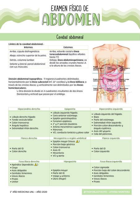 Examen Físico Normal De Abdomen Semiología Abdomen Udocz