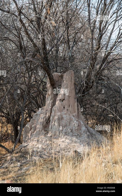 Termite Mound Namibia Stock Photo Alamy