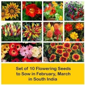 Cybexis Set Of Flowering Seeds To Sow In February March In South