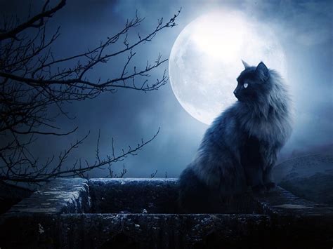 Creepy Cat Wallpapers - Wallpaper Cave