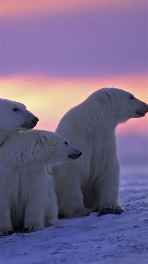 Image De Plage Avec Un Ours Polaire Pix L Ours Polaire En