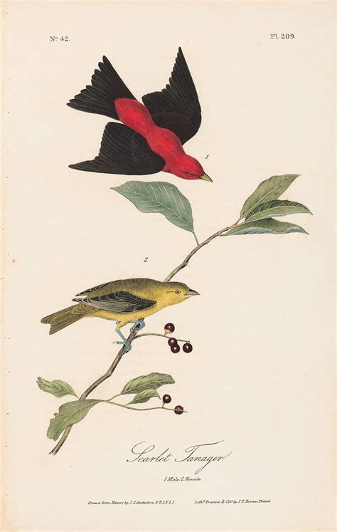 Audubon Octavo Pl 209 Scarlet Tananger By Oppenheimer Editions 1st