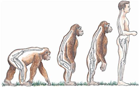 Bipedal Evolution - Anthropology