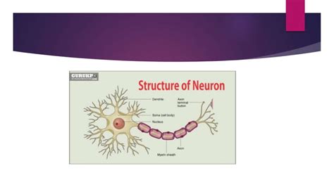 Neural Control Coordination Ppt Pptx Ppt