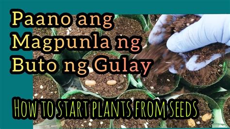 Paano Magpunla Ng Buto Ng Gulay How To Start A Plant From Seeds