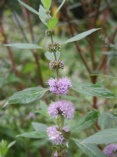 Mentha Arvensis Var Piperascens