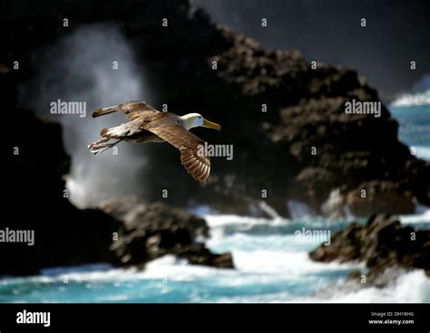 Evolución De Las Aves En Las Galápagos Fotografías E Imágenes De Alta Resolución Página 2 Alamy