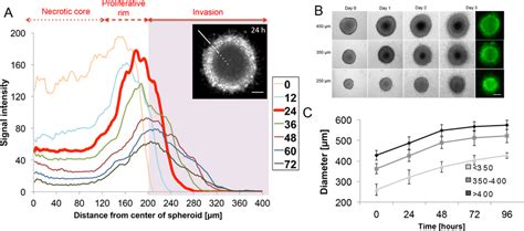 CT26 cell line spheroids characterization. (A) Radial profile of ...