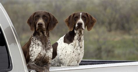Dog Steps On Shotgun Shoots Hunter Cbs News