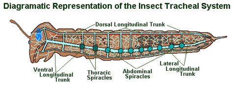 The Earth Life Web, Insect Morphology and Anatomy