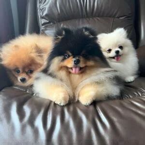 Cómo cuidar el pelo del Pomerania Criadero de Chow Chow y Pomerania