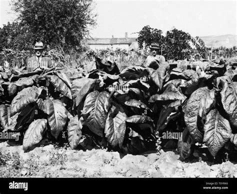 Cultivation Of Tobacco Plants Foto E Immagini Stock In Bianco E Nero