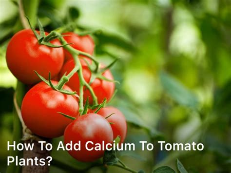 How To Add Calcium To Tomato Plants