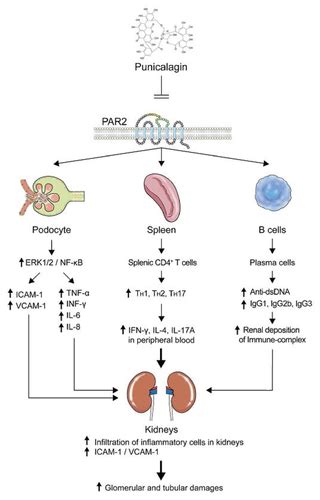 Novel Par2 Antagonist Ameliorates Progression Of Lupus Nephritis In Nzb