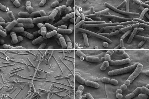 Morphologies Of Cells Issued From S And R Clones Of L Sakei Lth5590 Or