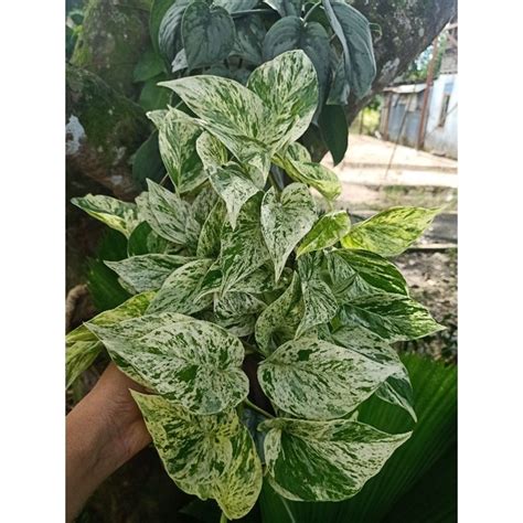 Jual Sirih Gading Marble Marble Queen Sirih Gading Putih