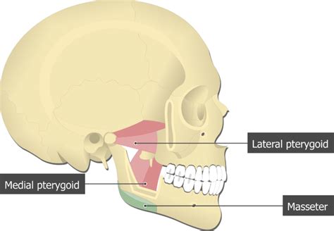 Masseter Muscle - Attachments, Actions & Innervation | GetBodySmart