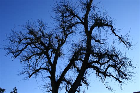 Free Images Tree Nature Branch Winter Cloud Sky Leaf