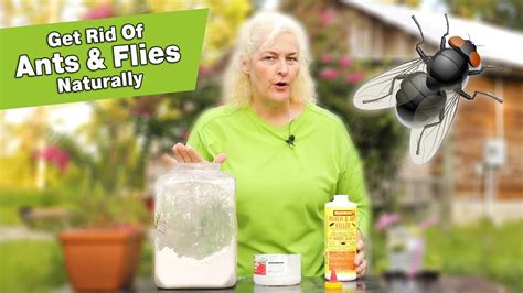 Natural Pest Control How To Get Rid Of Ants And Fruit Flies Youtube