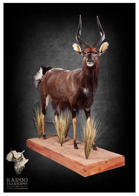 Nyala Mounts