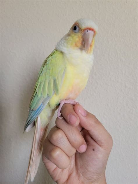 Amaris The Moon Cheek Conure Parrot Pet Conure Conure Bird