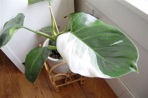 How To Grow And Care For White Wizard Philodendron