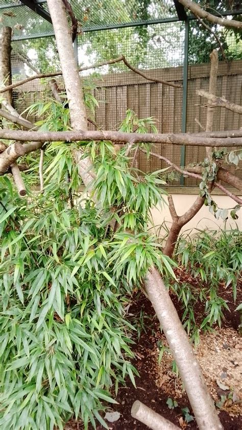 Red Handed Tamarin And Prehensile Tailed Porcupine Exhibit Zoochat