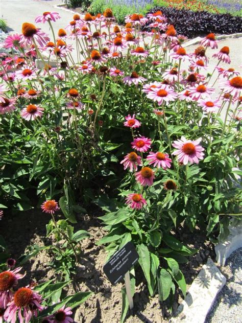 Equinácea Rubinstern Echinacea purpurea Rubinstern como plantar