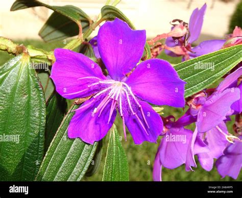 Pretty Purple Flowers Of The Tibouchina Lepidota Ecuador Princess