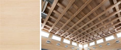 madera de haya usos  propiedades maderea