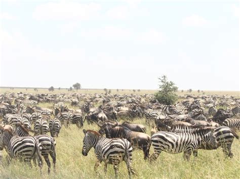 Days Tarangire Serengeti Ngorongoro Crater And Lake Manyara Epic