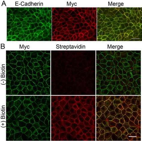 The E Cadherinbiotin Ligase Fusion Protein And Biotinylated Proteins