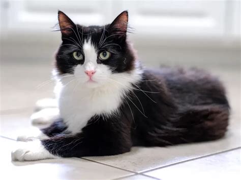 Tuxedo Cat Personality