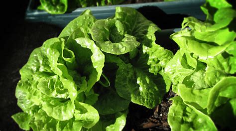 How To Grow Lettuce Indoors A Complete Guide To Growing Your Own