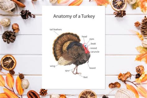 Thanksgiving Turkey Anatomy Printable Graphic by Larysa Zabrotskaya ...